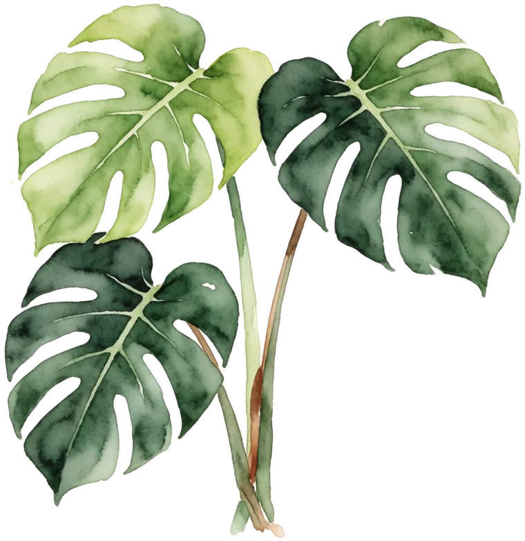 Watercolour painting of three Monstera leaves on a stem