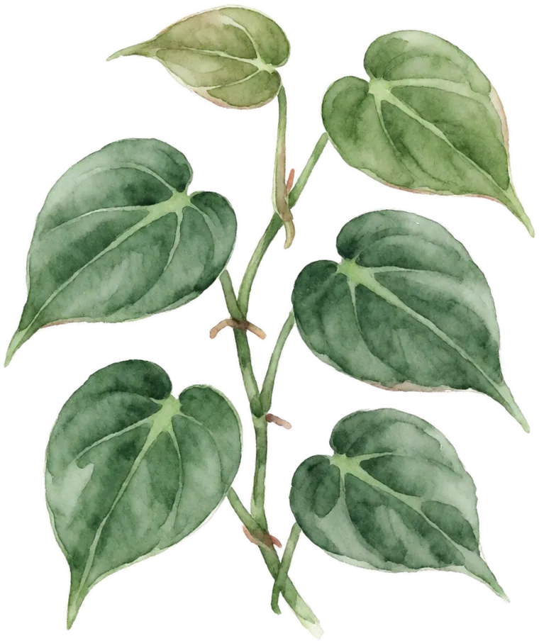 Watercolour painting of a trailing heartleaf philodendron stem with six leaves